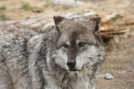 Foto Animale canino
 animali selvatici mammifero