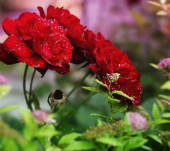 Nature blossom plant flower Photo