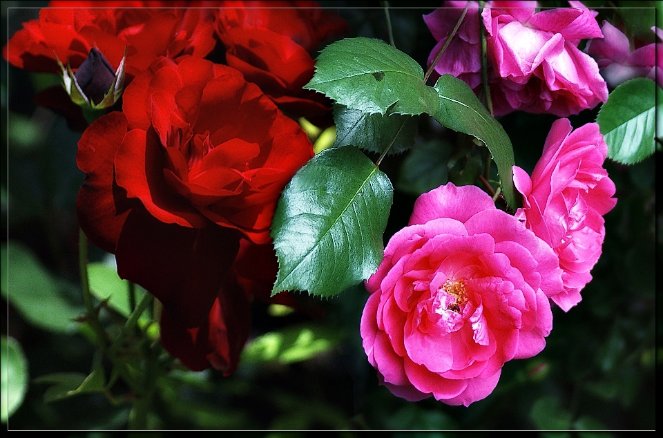 Nature blossom plant leaf