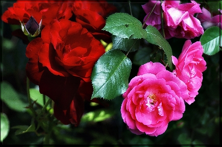 Nature blossom plant leaf Photo