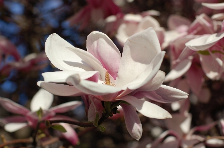 Natur blüte anlage blume Foto