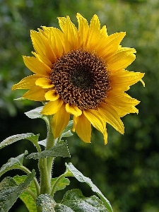 Blüte anlage feld blume Foto