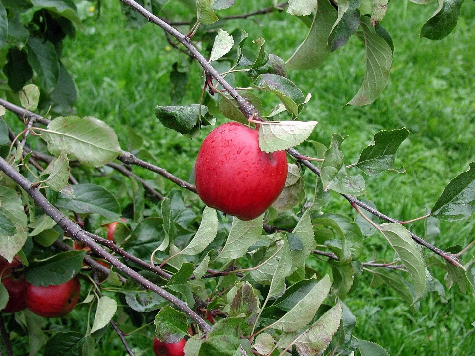 Apple 나무 나뭇가지 식물