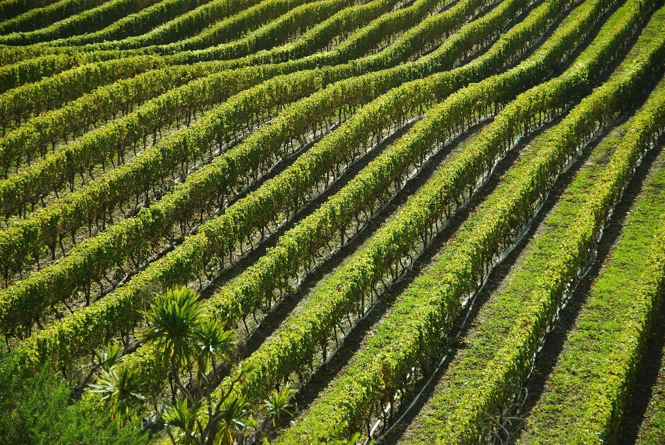 Alam kebun anggur bidang hijau