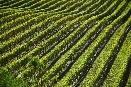 Nature vineyard field green Photo