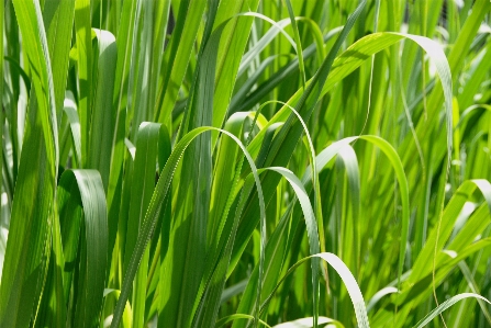 Natur gras anlage feld Foto