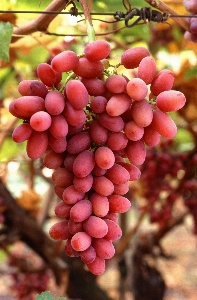 Branch blossom plant grape Photo