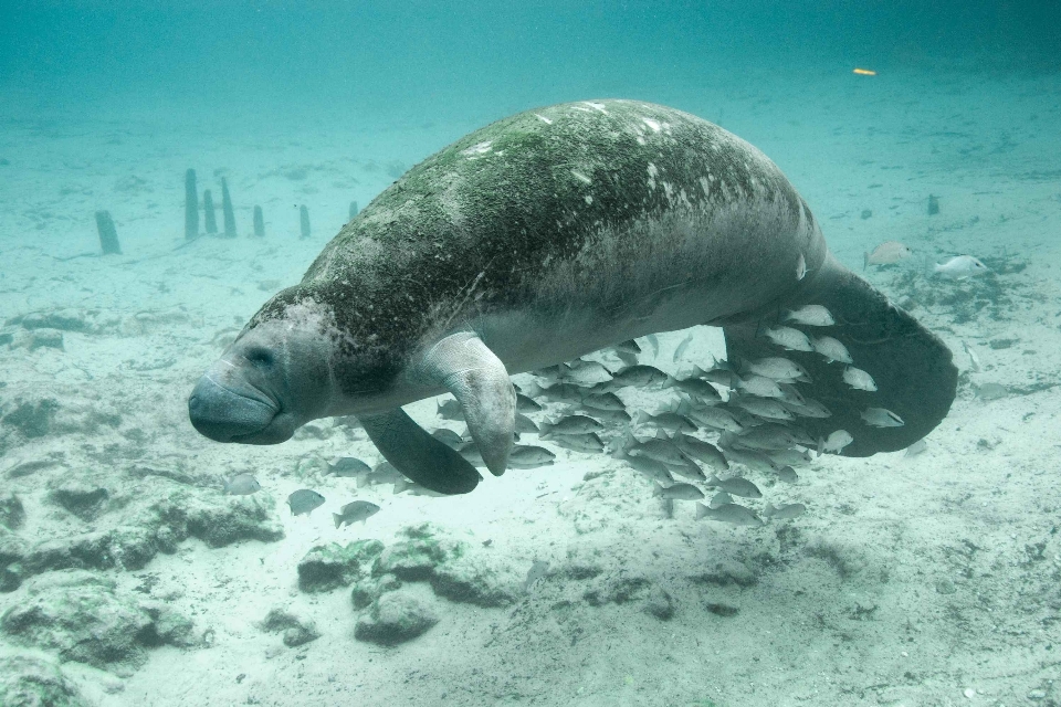 海 水下 生物学 哺乳动物