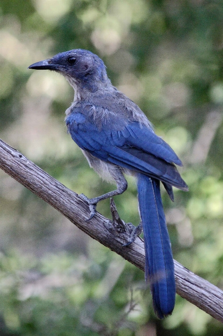 Nature branch bird wing