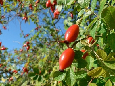 Branch plant fruit flower Photo