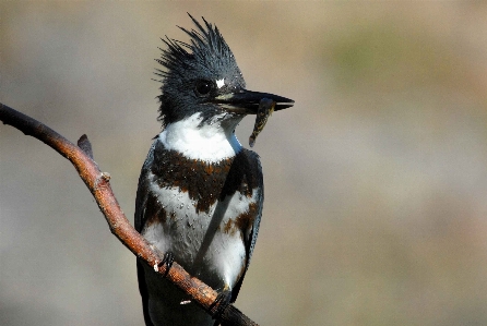 Branch bird female wildlife Photo