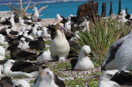 鳥 接地 海鳥
 野生動物 写真