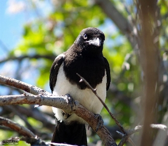 Branch bird wildlife beak Photo