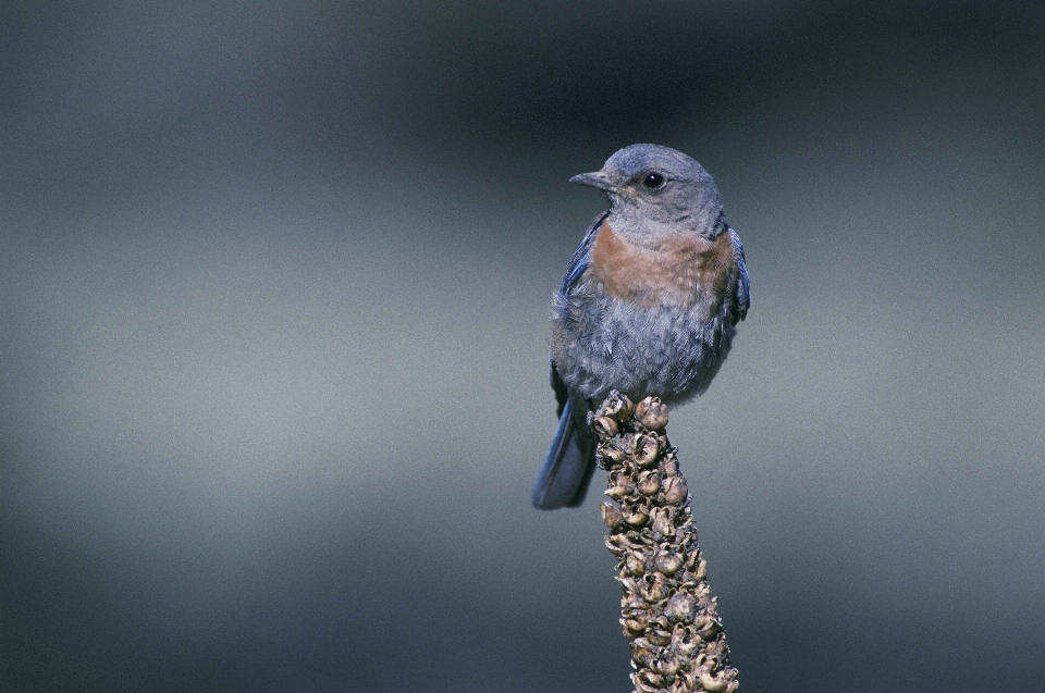 Natur zweig vogel flügel