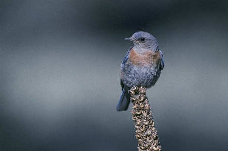 Photo Nature bifurquer oiseau aile