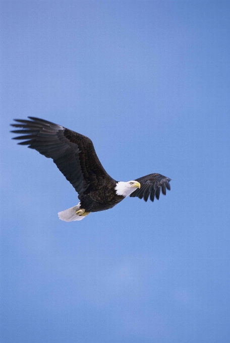 鳥 羽 空 飛行