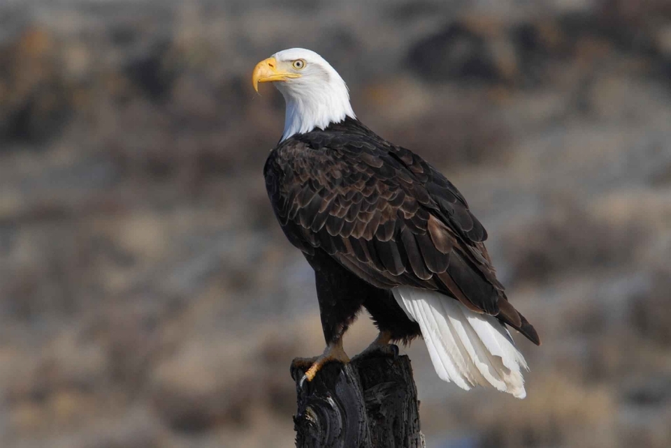 Oiseau aile faune le bec