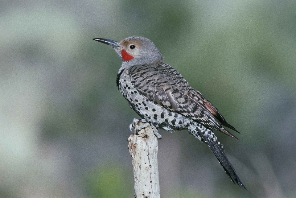 Ramo uccello ala animali selvatici