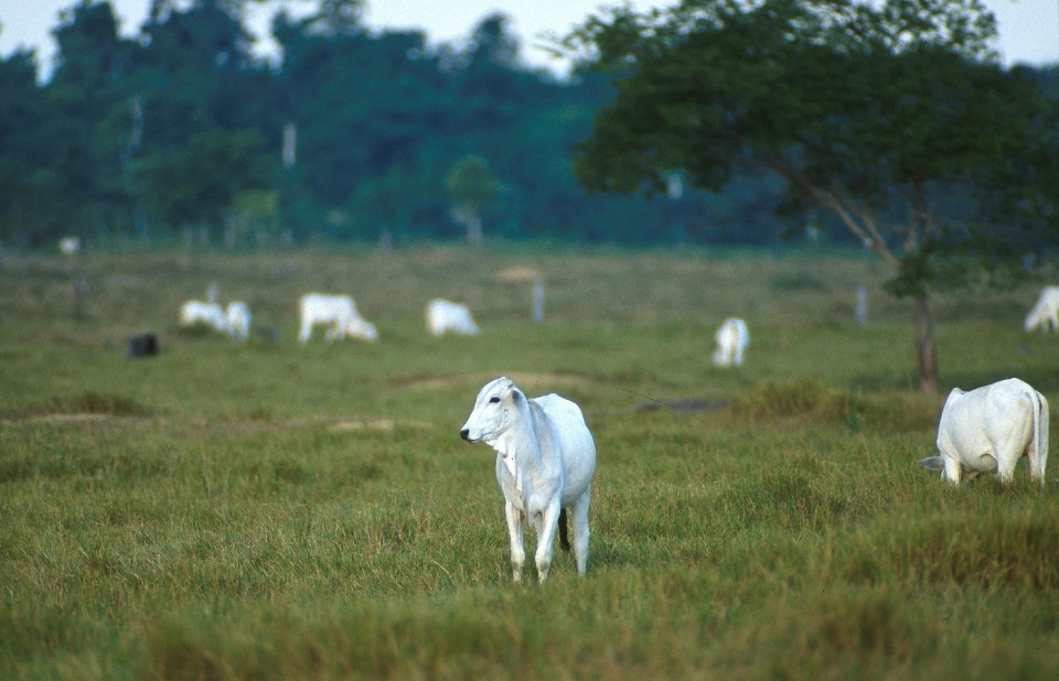 Césped campo granja prado
