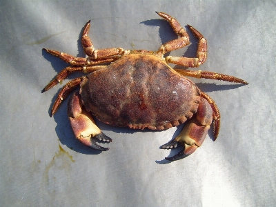 Foto Makanan laut fauna kepiting