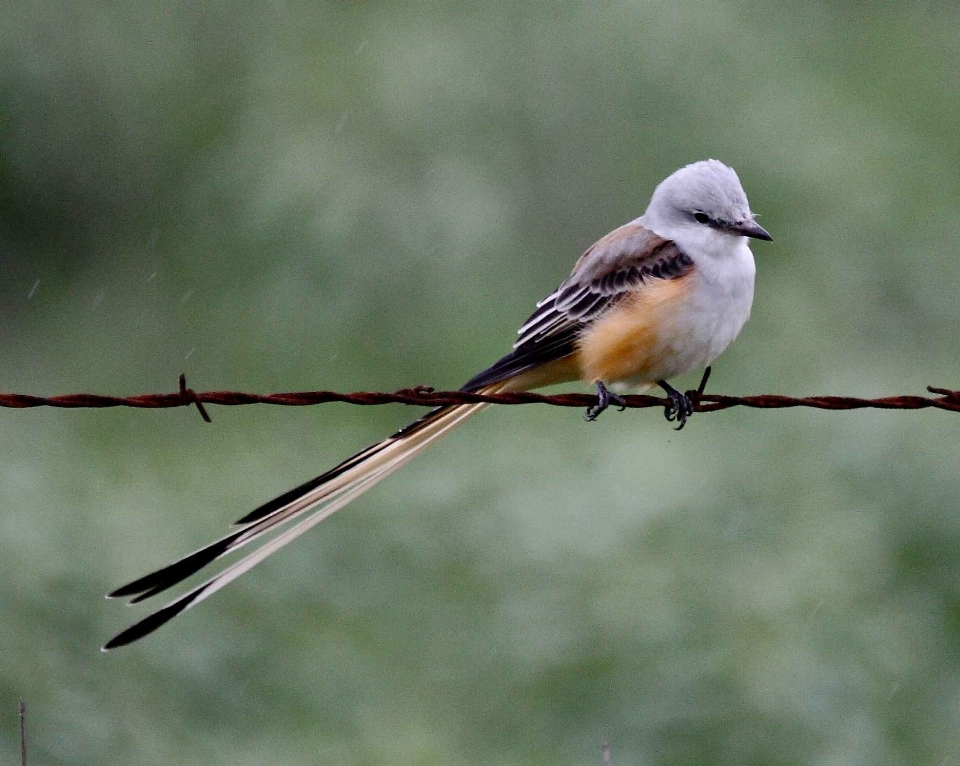 Rama pájaro ala fauna silvestre