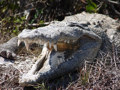 Foto Animais selvagens réptil fauna crocodilo