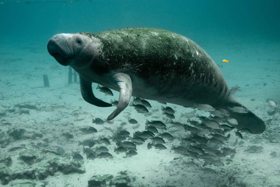 море вода океан дайвинг