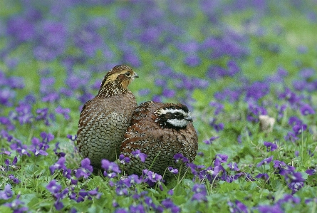 自然 草 鳥 植物 写真