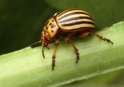 Photography green insect fauna Photo