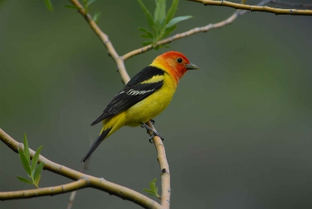 Branch bird male wildlife Photo