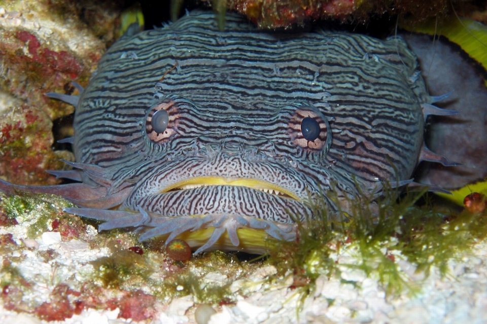 Su altı biyoloji balık fauna