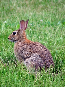 Grass lawn meadow prairie Photo