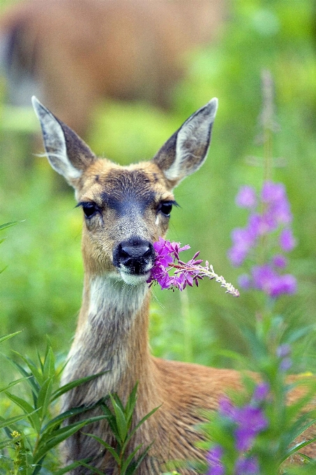 Animali selvatici cervo mammifero nero