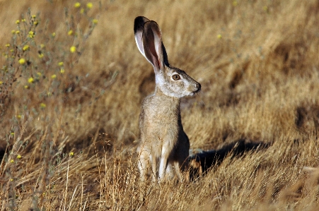 Foto Grama pradaria
 animal animais selvagens