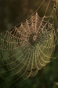 Water dew sunrise leaf Photo