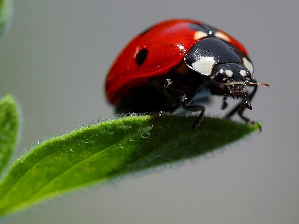 Insecto macro mariquita fauna