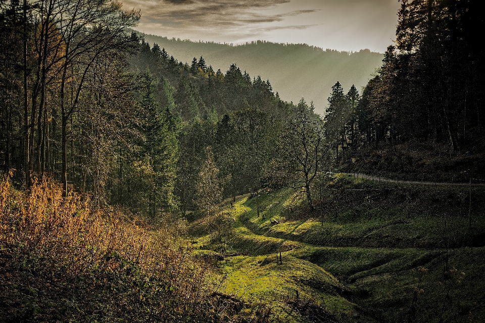 Landscape tree nature forest