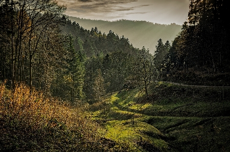 Landscape tree nature forest Photo