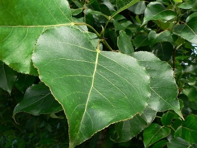 Tree nature plant leaf Photo