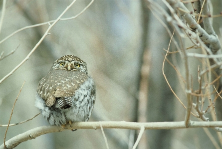 Branch bird wildlife beak Photo