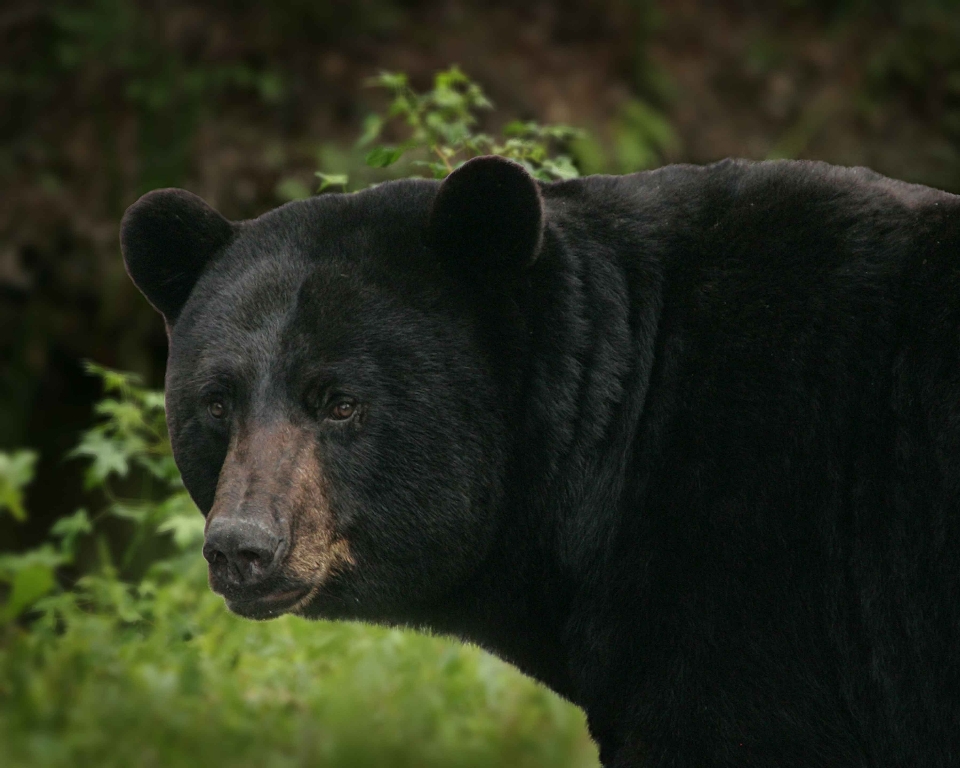 Tragen tierwelt säugetier schwarz