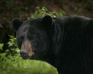 Bear wildlife mammal black Photo