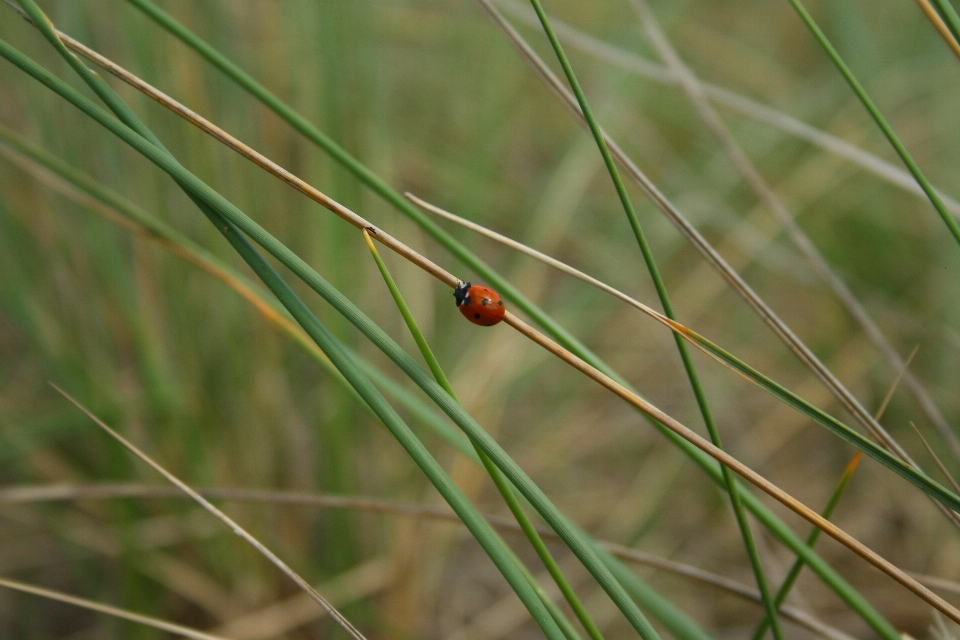 Landscape nature grass branch