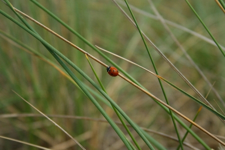 Foto Lanskap alam rumput cabang