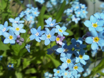 Nature blossom plant flower Photo