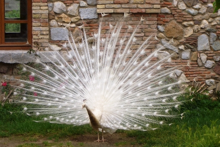 Kuş kanat beyaz teker Fotoğraf