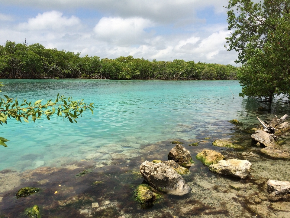 Strand meer baum wasser