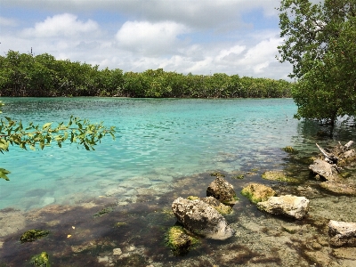 Beach sea tree water Photo