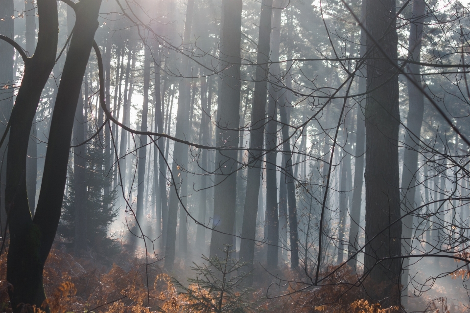 Drzewo natura las oddział