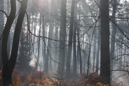 Tree nature forest branch Photo